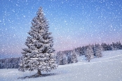Обои для телефона природа пейзаж елка снег зима время года